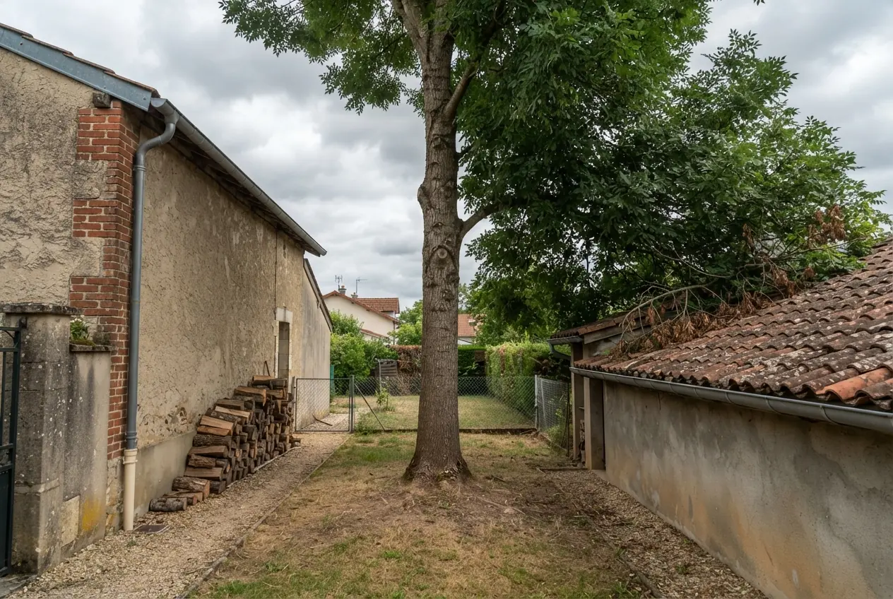 Arbre avant taille par grimpeur à Albefeuille-Lagarde