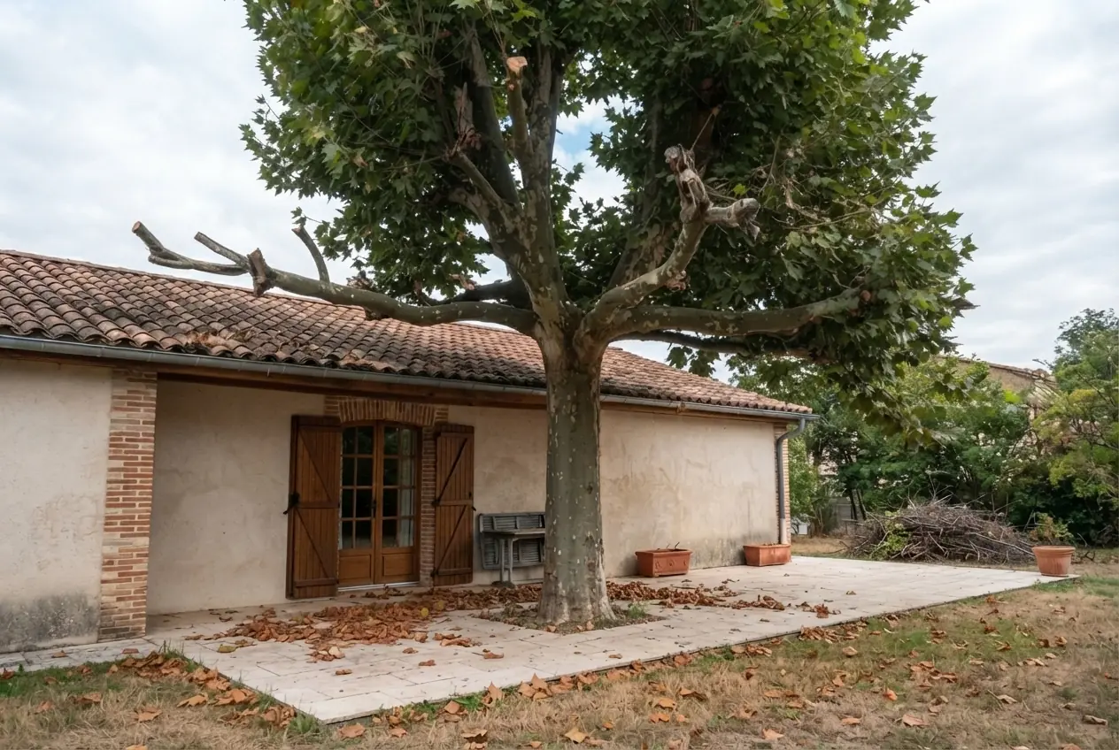 Platane allégé après élagage à Montauban